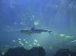 Sydney Aquarium...