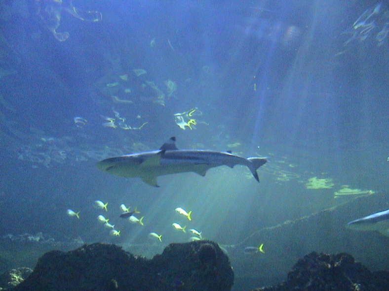 Sydney Aquarium...