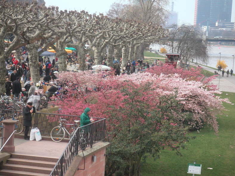 Am Main bl�hten schon die B�ume.