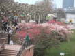 Am Main bl�hten schon die B�ume.