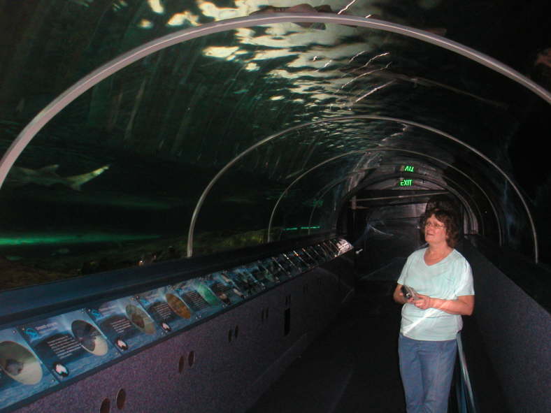 ...ein Meeresaquarium mit glas�berdachten Tunneln.