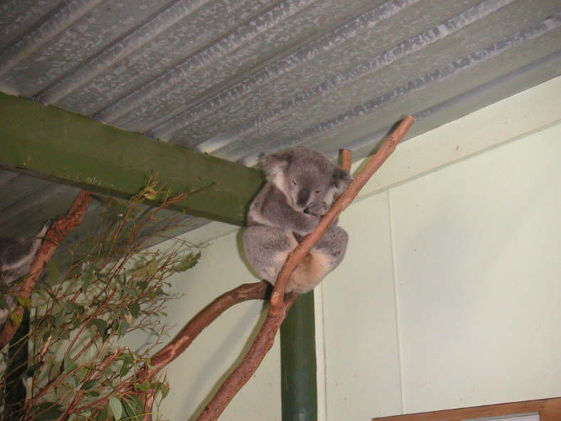 Der Koala (Phascolarctos cinereus) ist kein B�r!