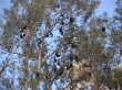 Flying Foxes