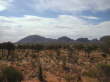Kata Tjuta (die Olgas)...