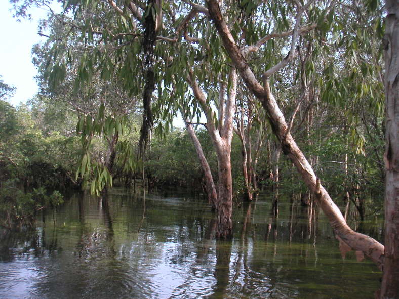 Ein Billabong ist ein Flussarm oder ein Wasserloch in einem Flusslauf,