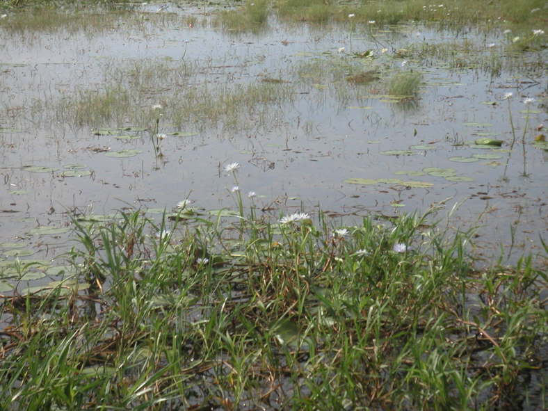der sich in der Regenzeit mit Wasser f�llt und w�hrend der Trockenzeit mehr oder minder stark austrocknet.