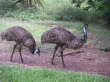 Emus (sehr schmackhaft).