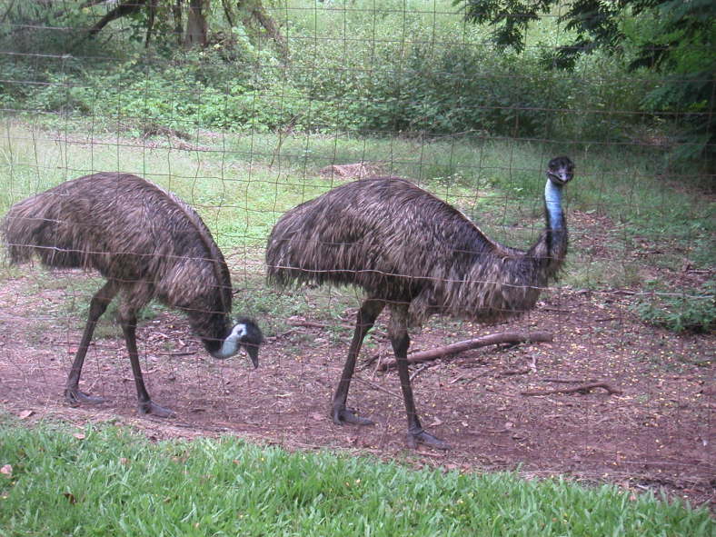 Emus (sehr schmackhaft).