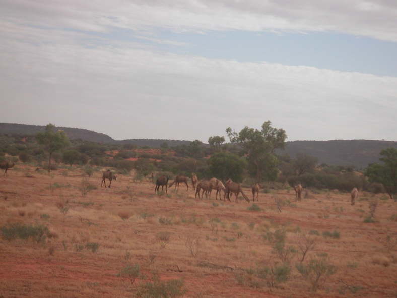 Die weltweit gr��te Anzahl von wilden Kamelen lebt in Australien.