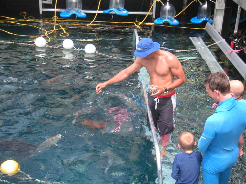 Fischf�tterung.