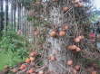 Der Kanonenkugelbaum (Couroupita guianensis) ist eine Baumart aus der Familie der Topffruchtbaumgew�chse.