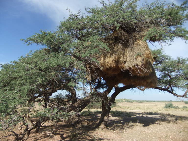 Baum mit Riesenvogelbau