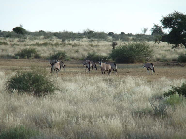 Oryx Herde (Gemsbock)