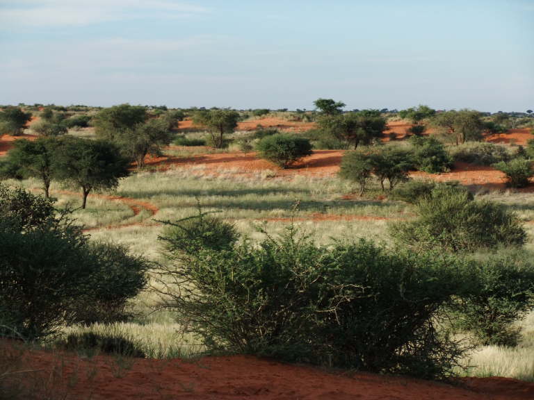 Kalahari