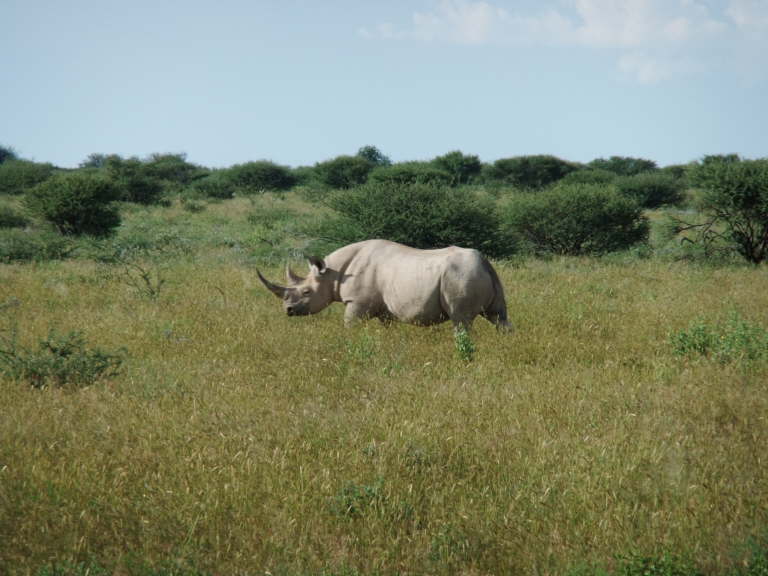 Nashorn