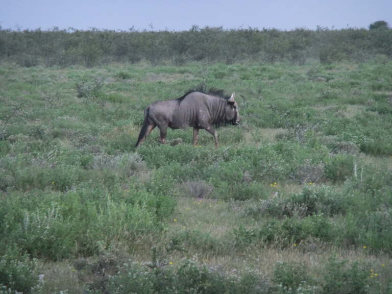 Gnu