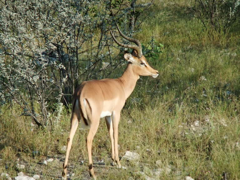 Impala