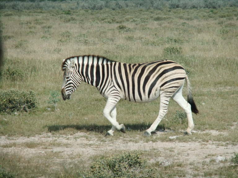 Zebra