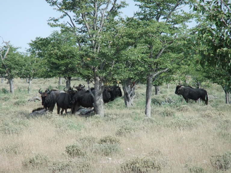 Gnus