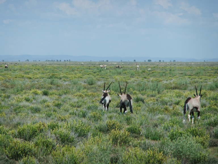 Oryx