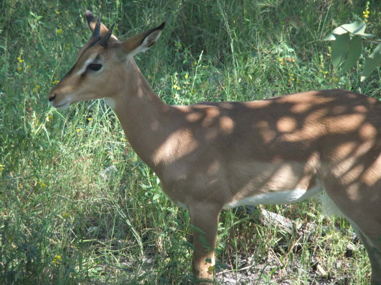 Damara Kirdikdik