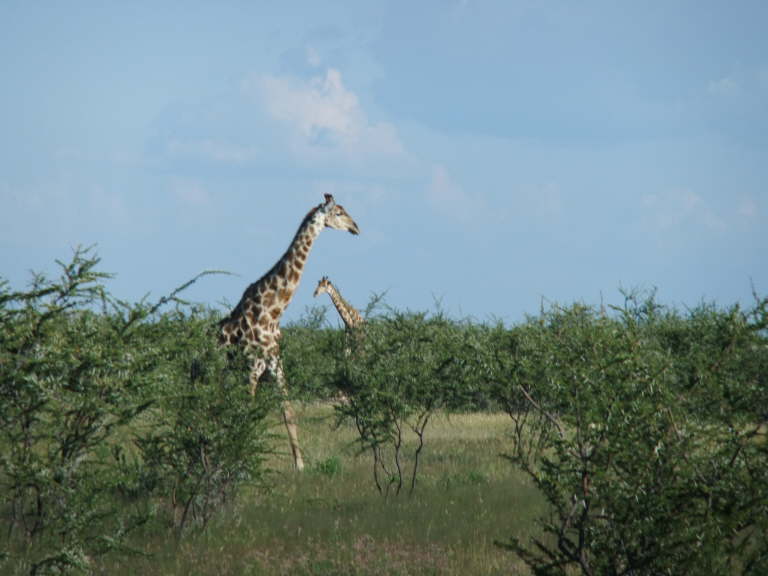 Giraffe