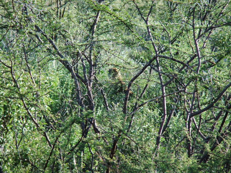 Suchbild: Wo ist der Leopard?