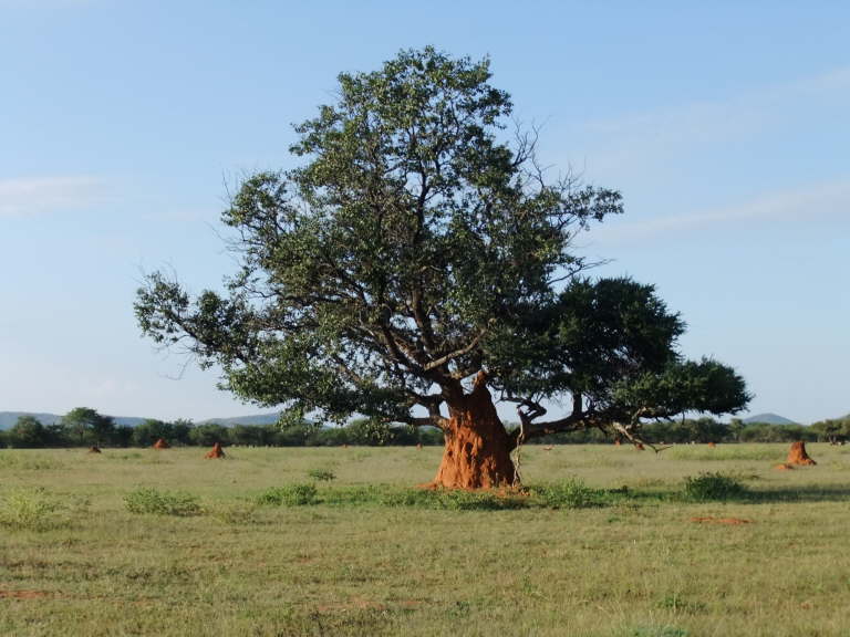 Baum mit Termitenh�gel