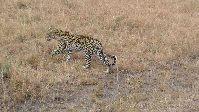 Endlich - der Leopard.