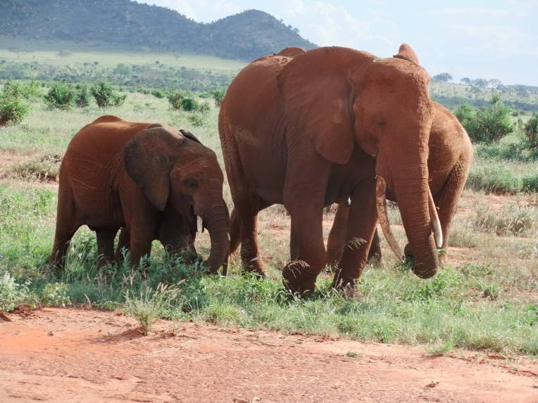 gibt es nur in Tsavo Ost