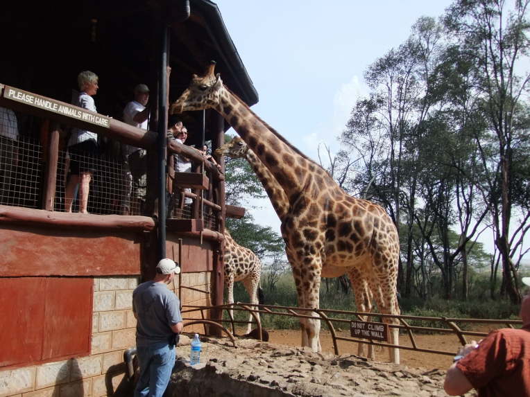 Giraffen zum Anfassen.