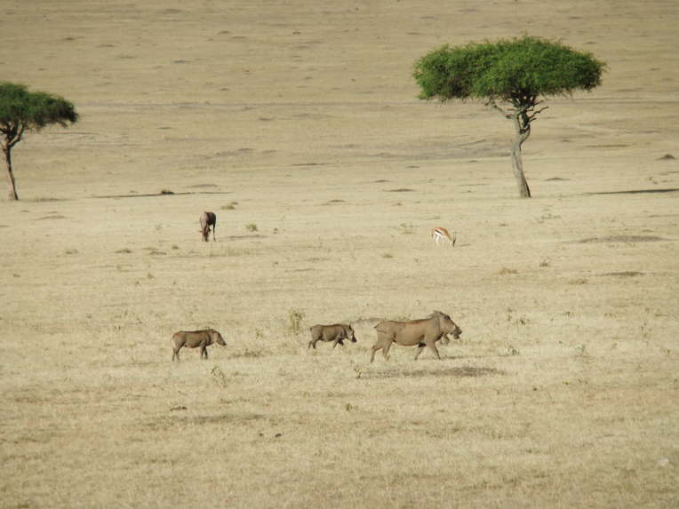 Die Massei Mara ist der s�dliche Teil der Serengeti.