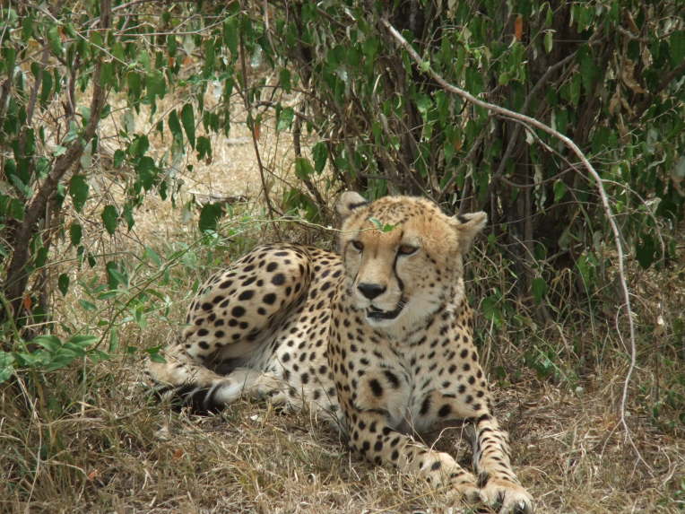 und zum Vergleich - der Gepard.
